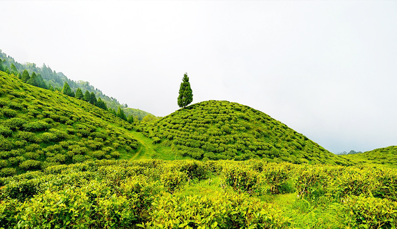 Darjeeling_01